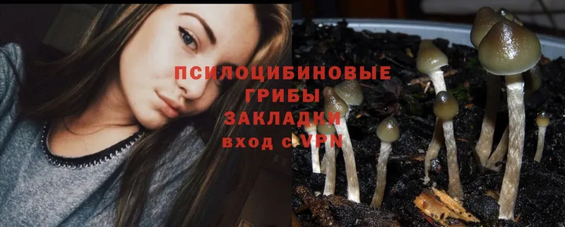 ОМГ ОМГ сайт  Видное  Псилоцибиновые грибы Psilocybe 