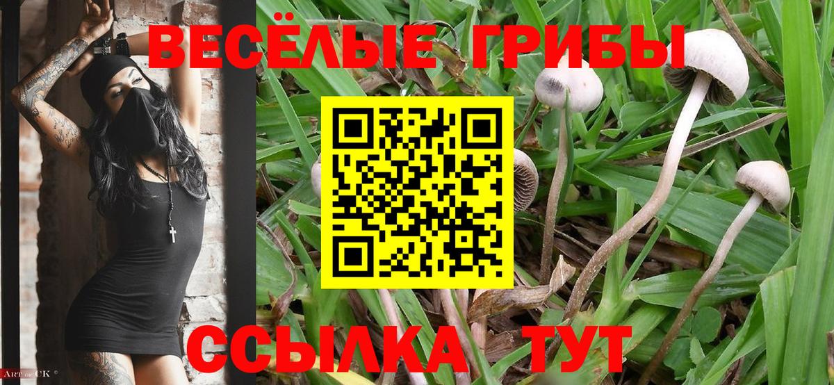 Галлюциногенные грибы GOLDEN TEACHER  Видное  Галлюциногенные грибы GOLDEN TEACHER 